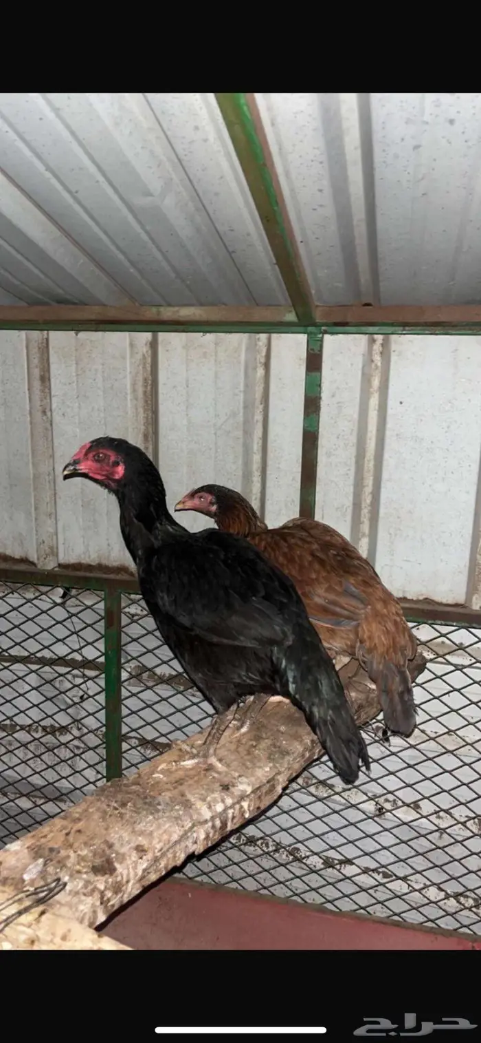 دجاج باكستاني سندي 2