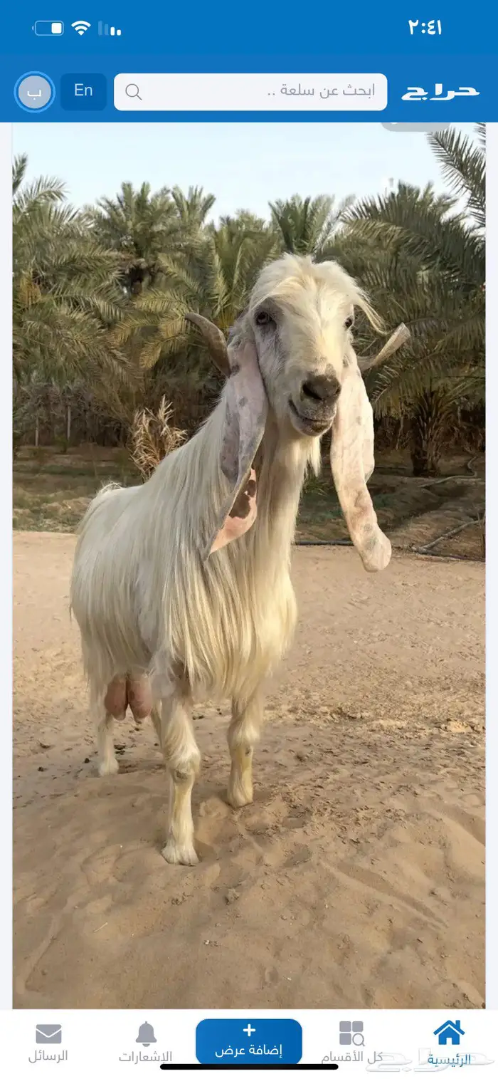 فحل عارضي ابيض بالاحساء 1