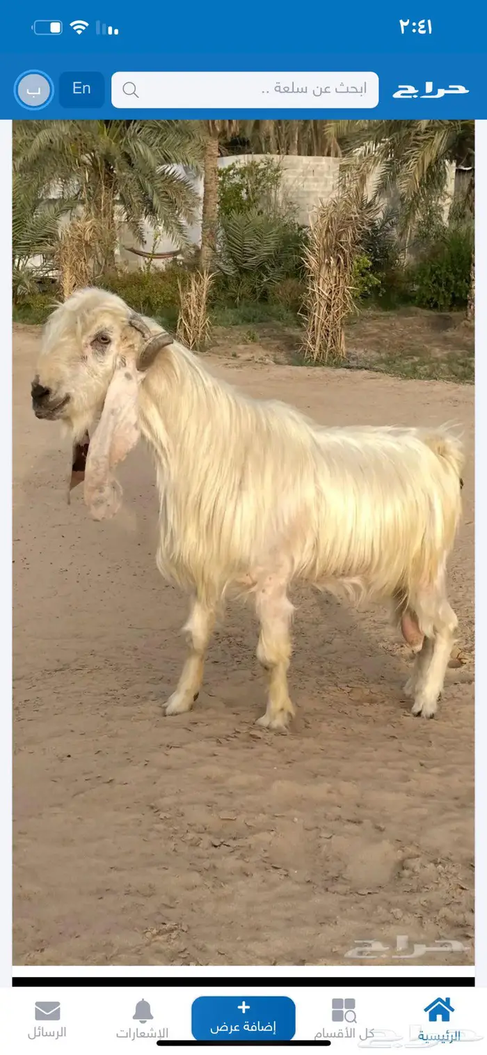 فحل عارضي ابيض بالاحساء 0