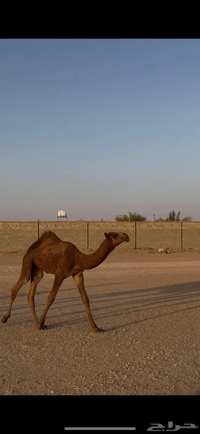 عشراء معها بكره طيبه 2
