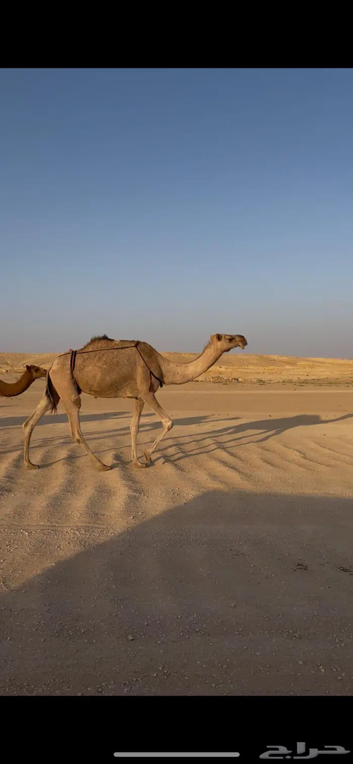 عشراء معها بكره طيبه 0