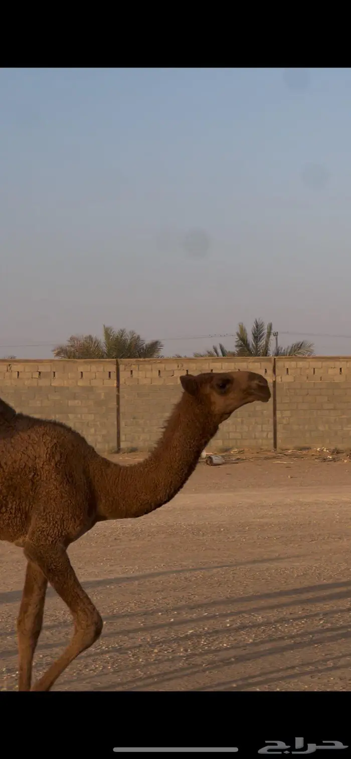 عشراء معها بكره طيبه 4