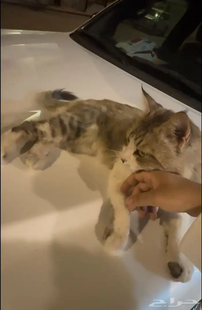 قط اليف للتبني 3