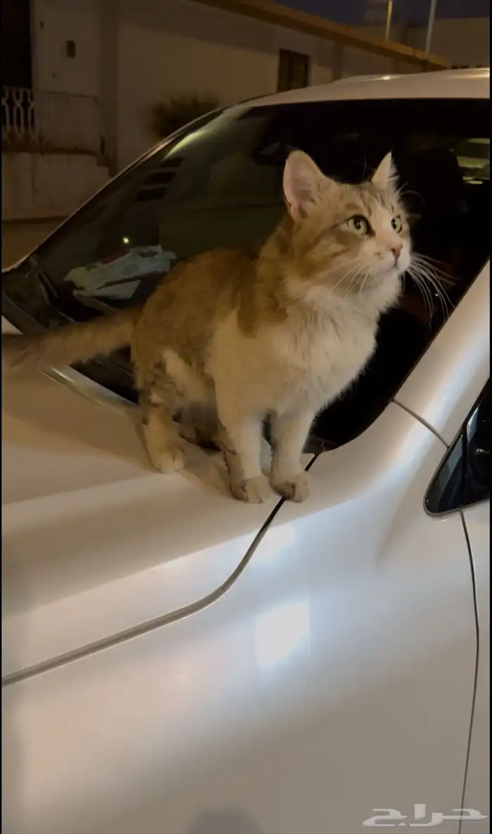 قط اليف للتبني 1