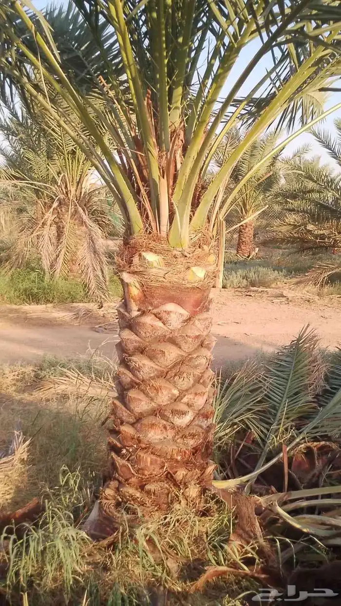 يوجد لدينا نخيل جميع الانواع 0