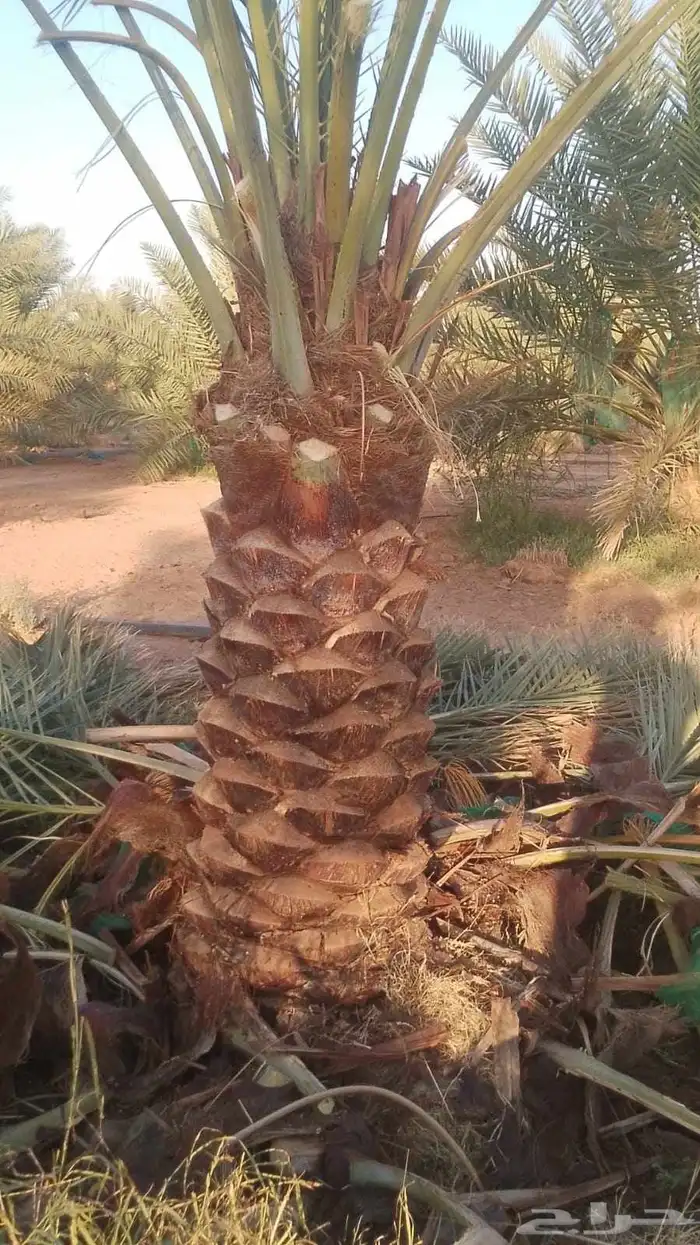 يوجد لدينا نخيل جميع الانواع 1