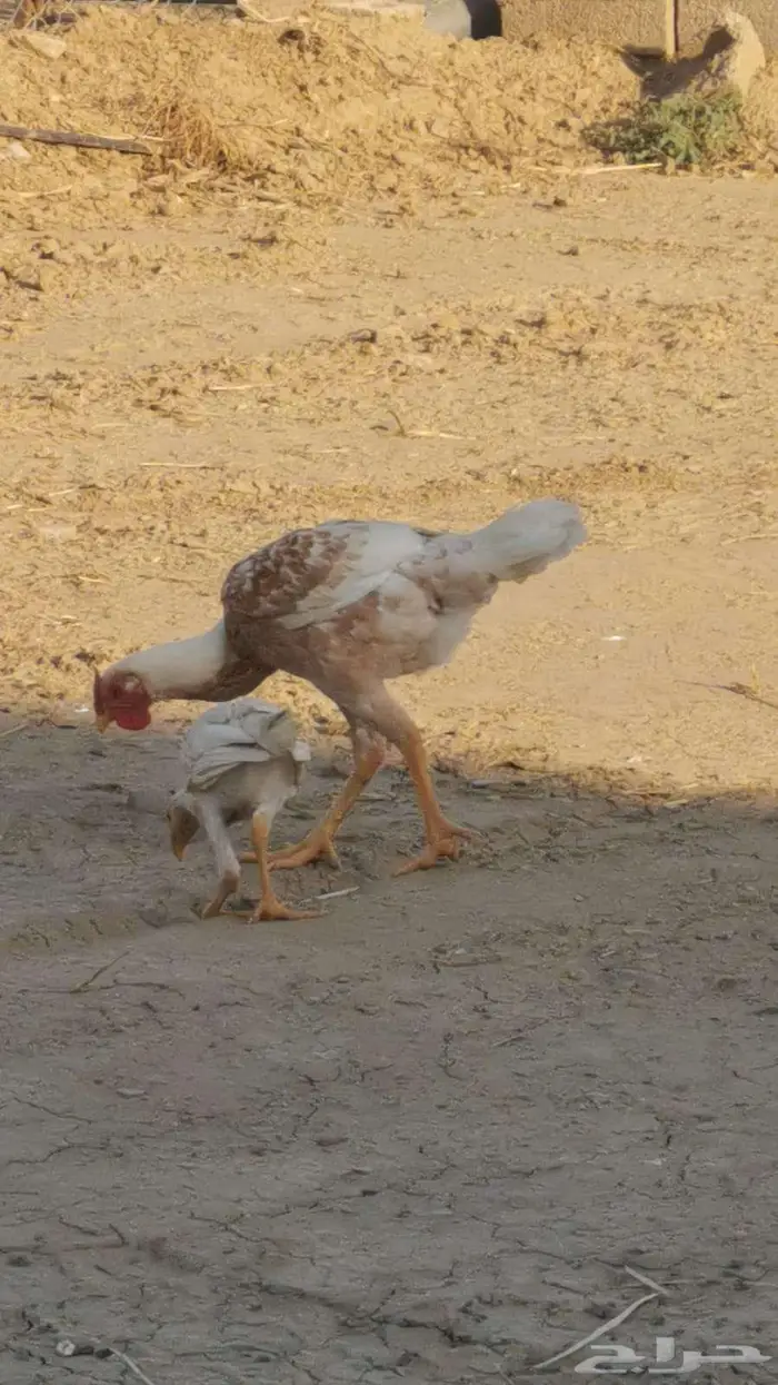 دجاج باكستاني و سندي 12