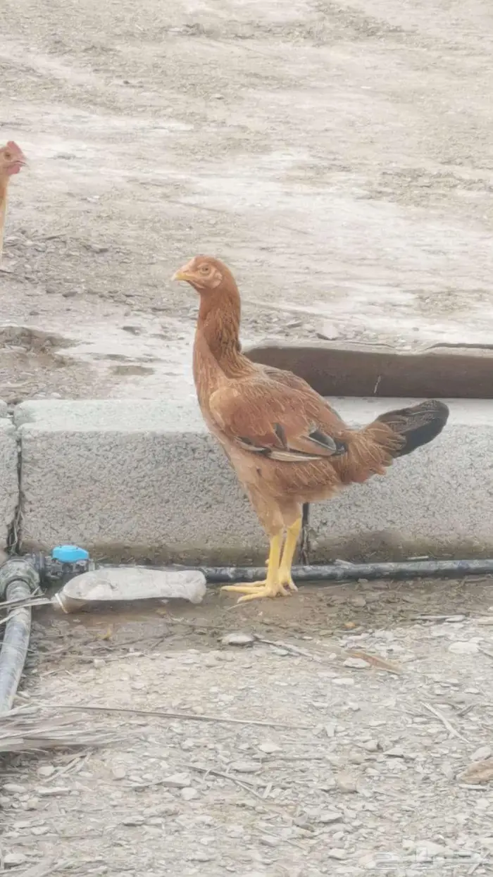 دجاج باكستاني و سندي 10