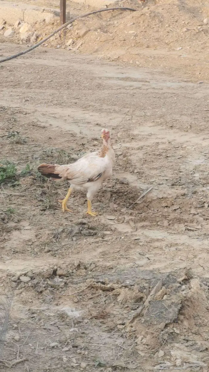 دجاج باكستاني و سندي 13