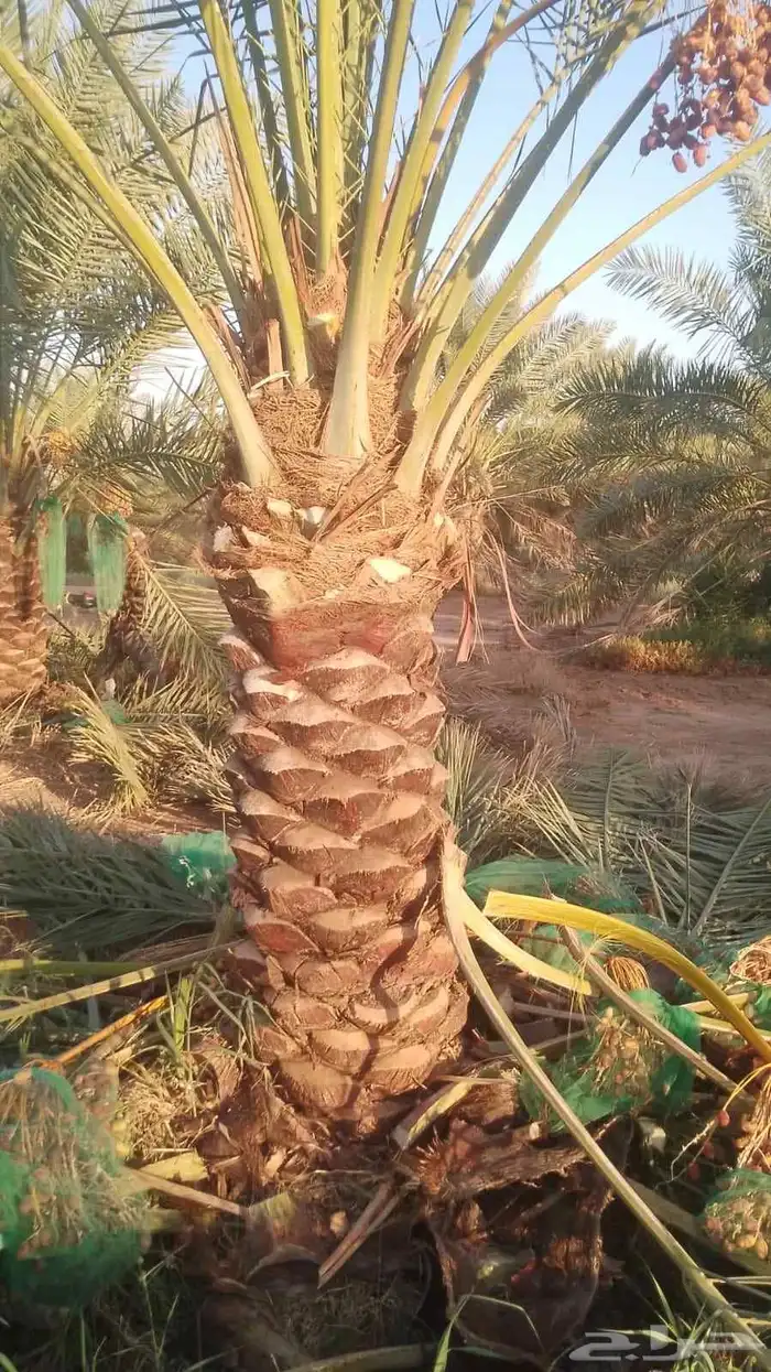 يوجد لدينا نخيل جميع الانواع 2