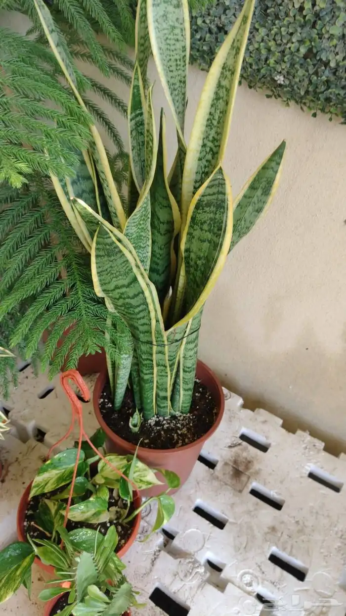 مشتل تنسيق حدائق 5