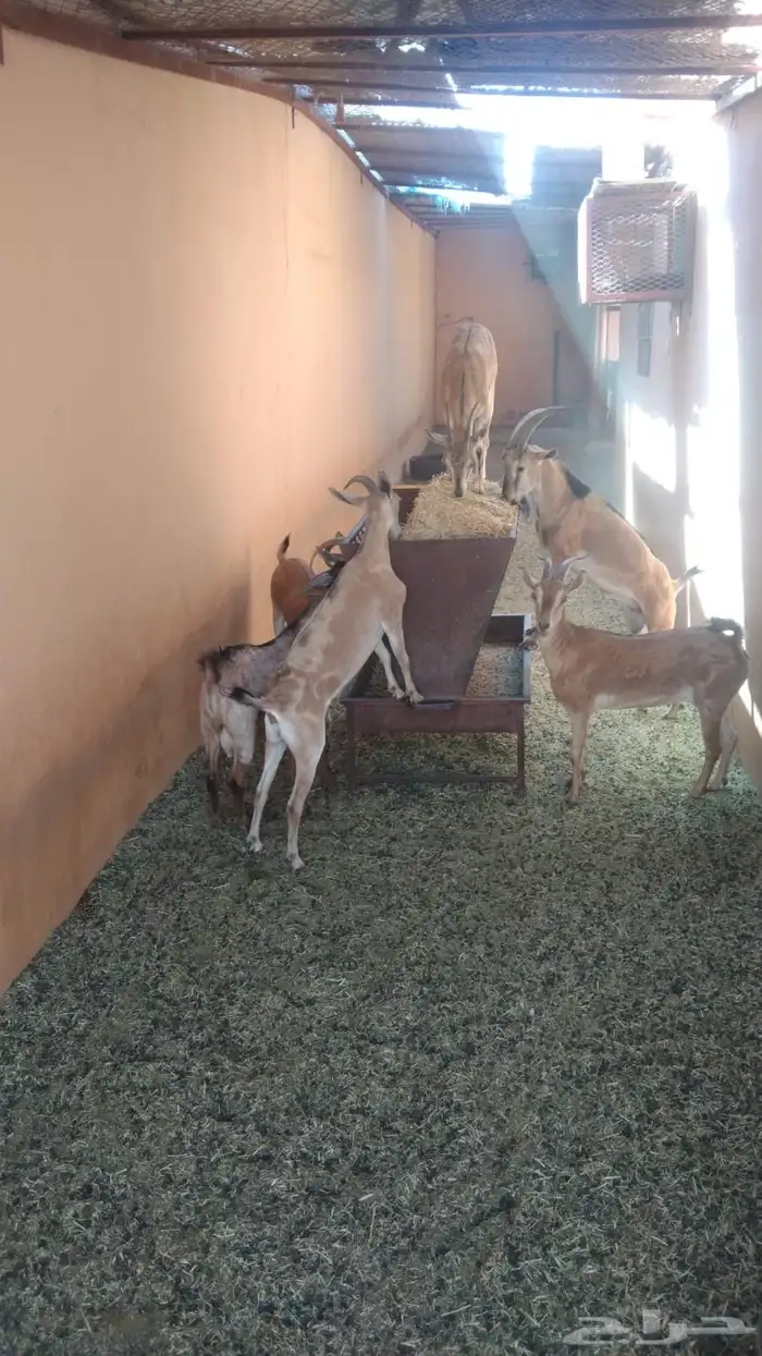 ماشاءلله تبارك الله معزاء مراح واحد العدد 5 الموقع دومه 0