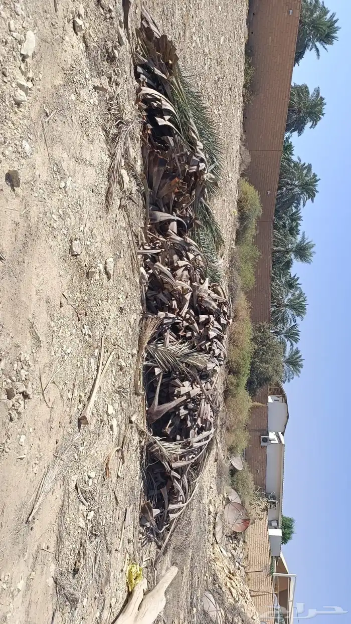 سعف نخل كميه كبير اخضر وناشف 0