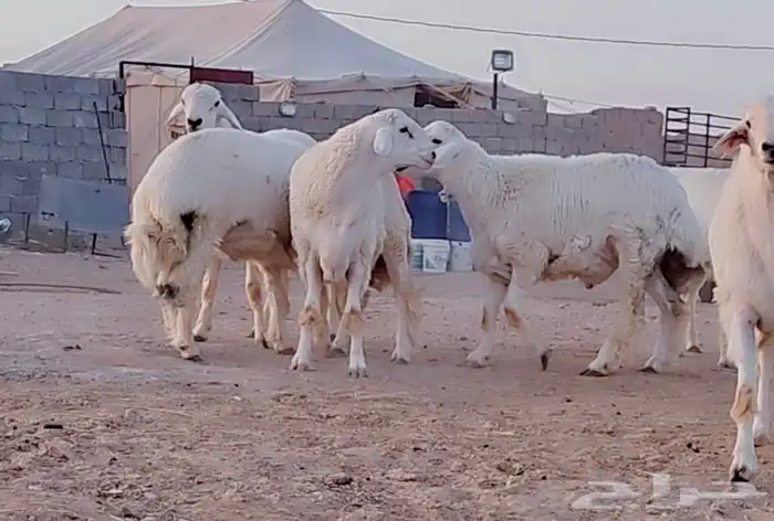 خرفان حري 6 اشهر سمان 0