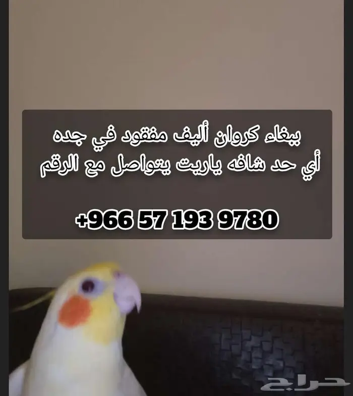 كروان مفقود ضايع أليف كوكتيل ببغاء في جده 0