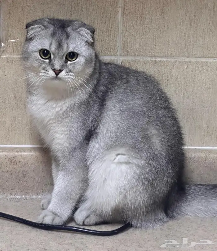 قط سكوتش فولد للبيع 0