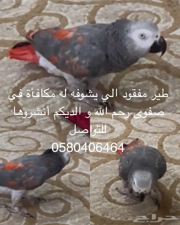 كاسيكو 0