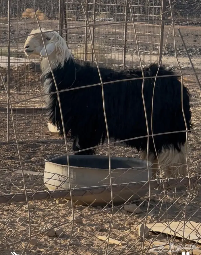 خروف نجدي ثني جباره 0
