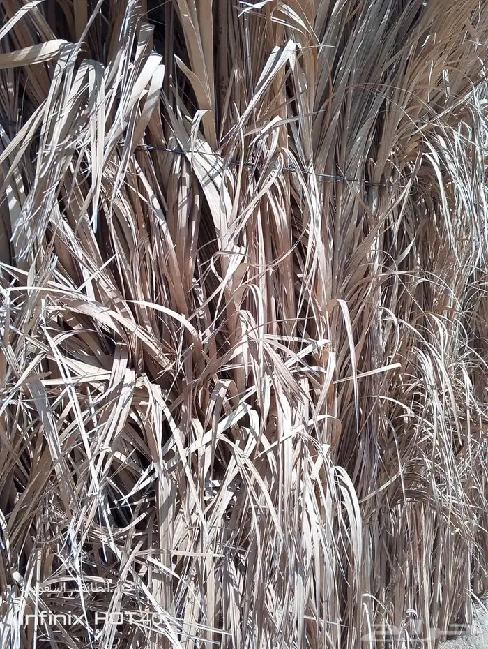 سعف نخل .. جريد للبيع 1