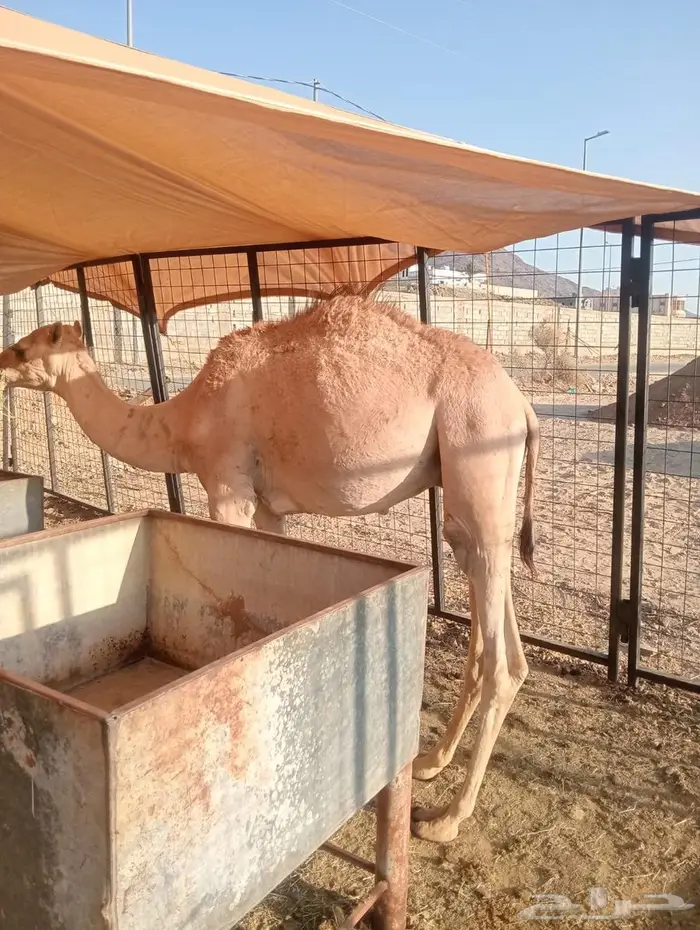 قعدان علف نظيف وتربية مضمونة 8