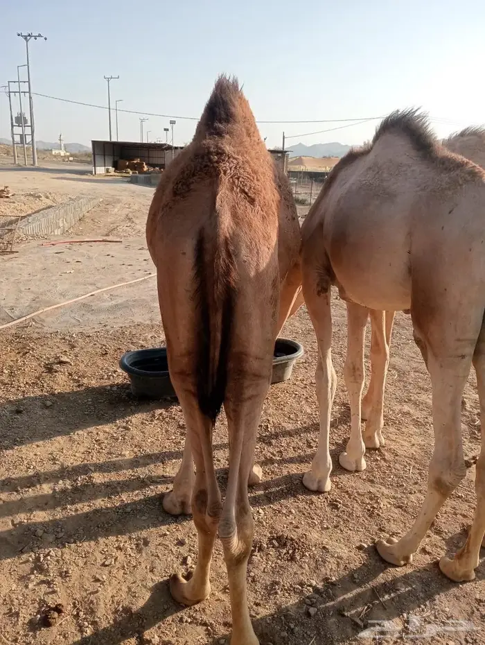 قعدان علف نظيف وتربية مضمونة 4