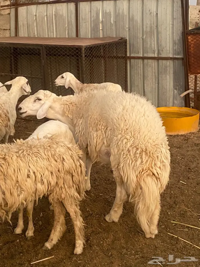 ضان للبيع العدد11 0