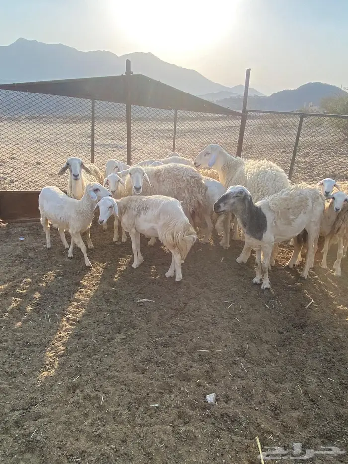 ضان للبيع العدد11 1