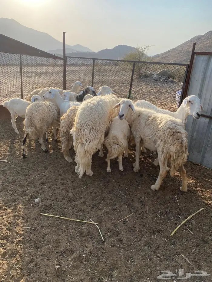 ضان للبيع العدد11 3