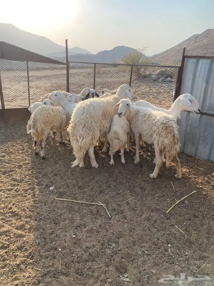 ضان للبيع العدد11 2