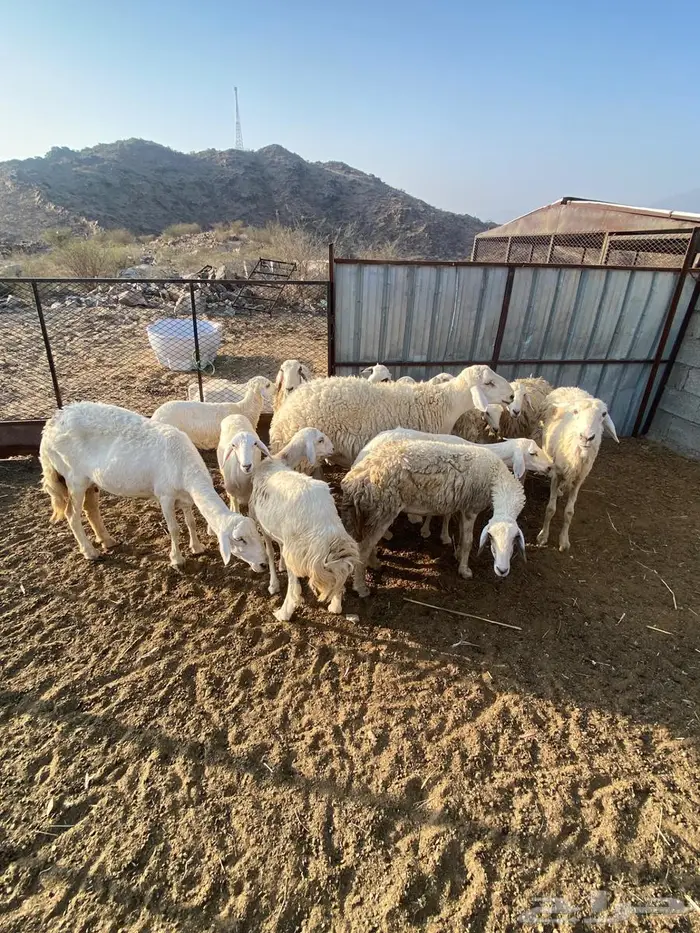 ضان للبيع العدد11 6