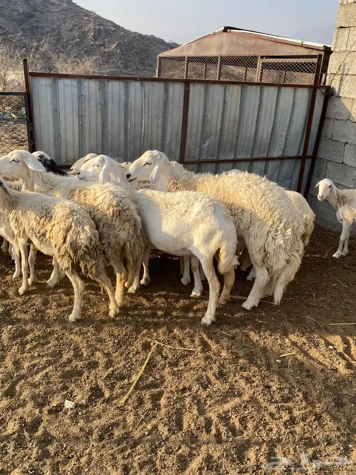 ضان للبيع العدد11 5