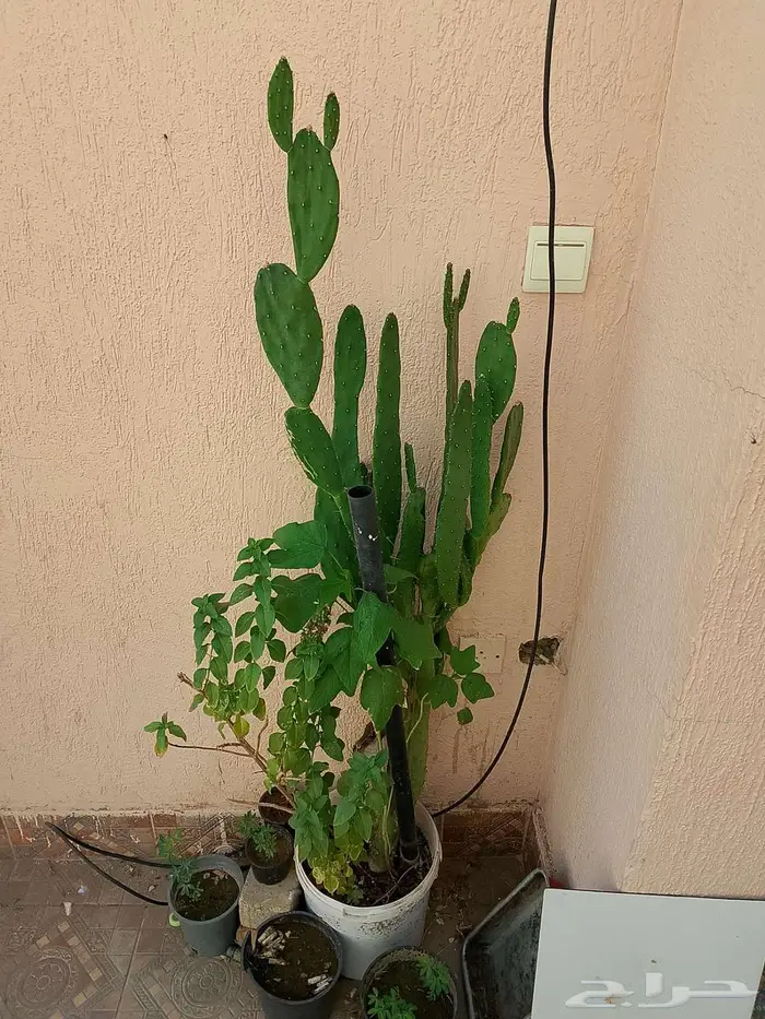 للبيع اطقم كنب اخضر و احمر سليم نظيف 3