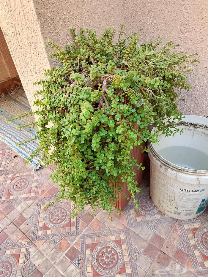 للبيع اطقم كنب اخضر و احمر سليم نظيف 6