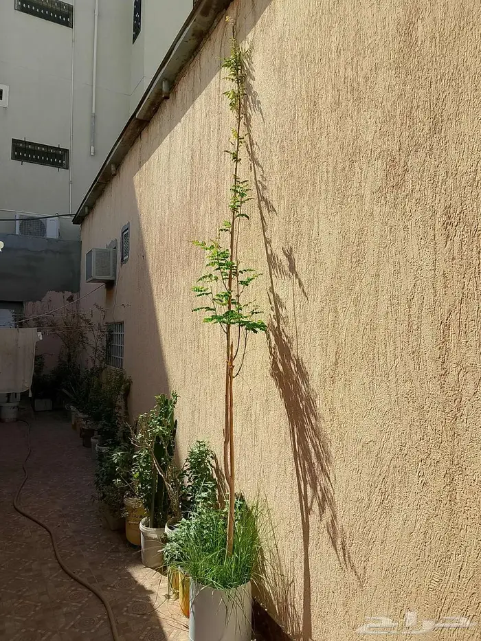 للبيع اطقم كنب اخضر و احمر سليم نظيف 16