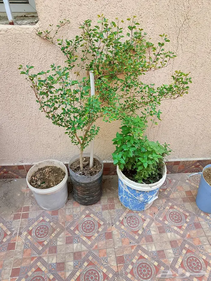 للبيع اطقم كنب اخضر و احمر سليم نظيف 11