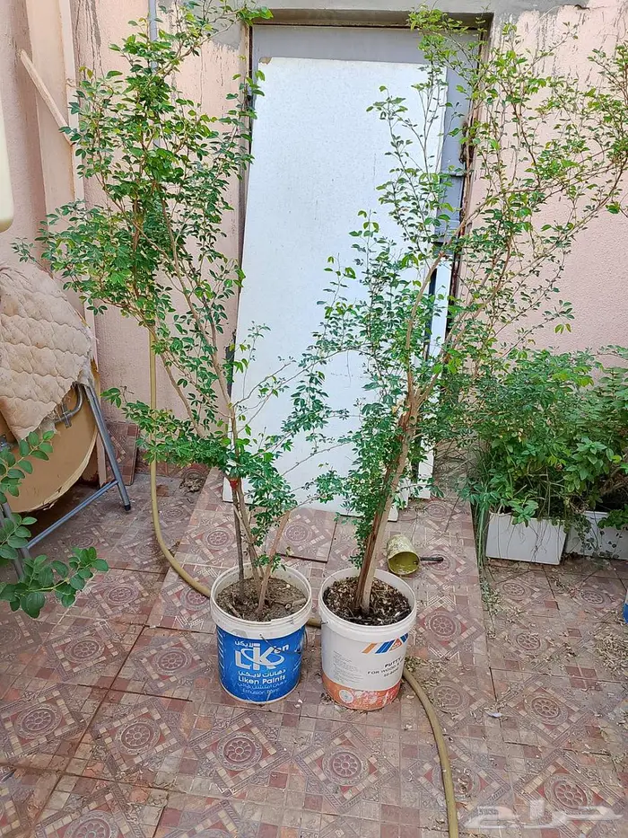 للبيع اطقم كنب اخضر و احمر سليم نظيف 9