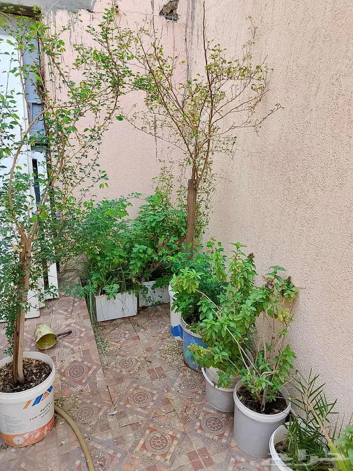 للبيع اطقم كنب اخضر و احمر سليم نظيف 15