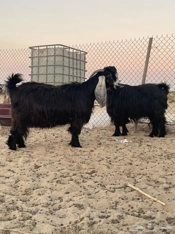 6 معزى عوارض 0