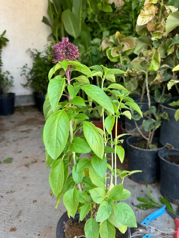 لبخ كف مريم اكسيا ترملنيا لاند سكيب ثيل 1