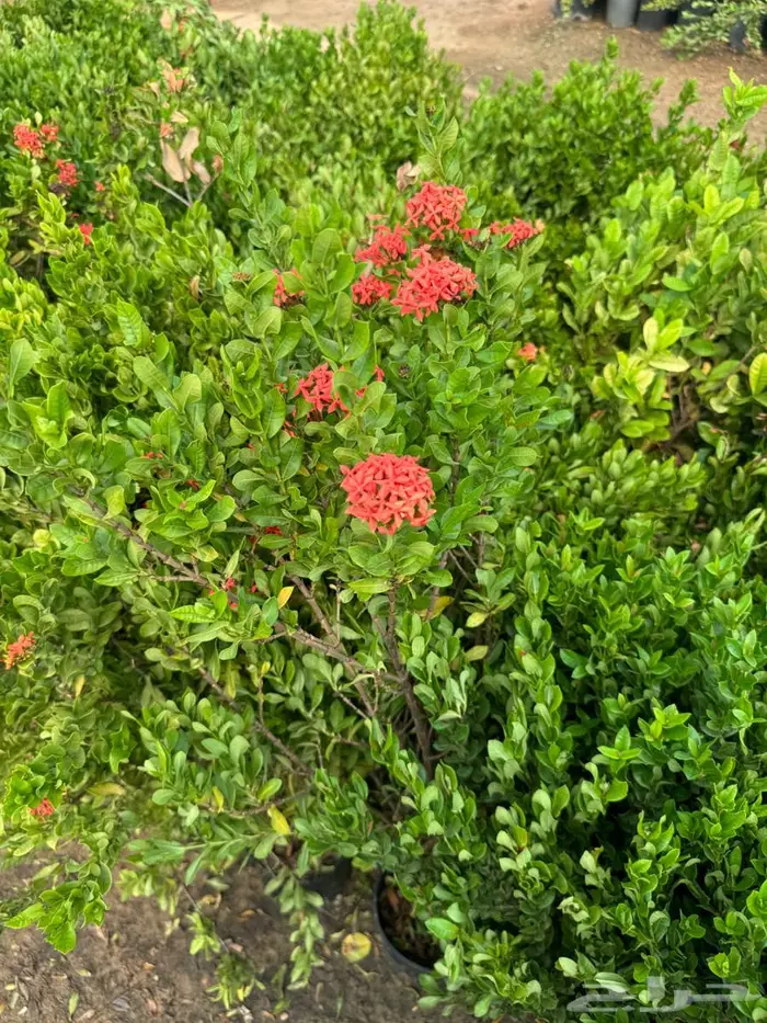 لبخ كف مريم اكسيا ترملنيا لاند سكيب ثيل 4