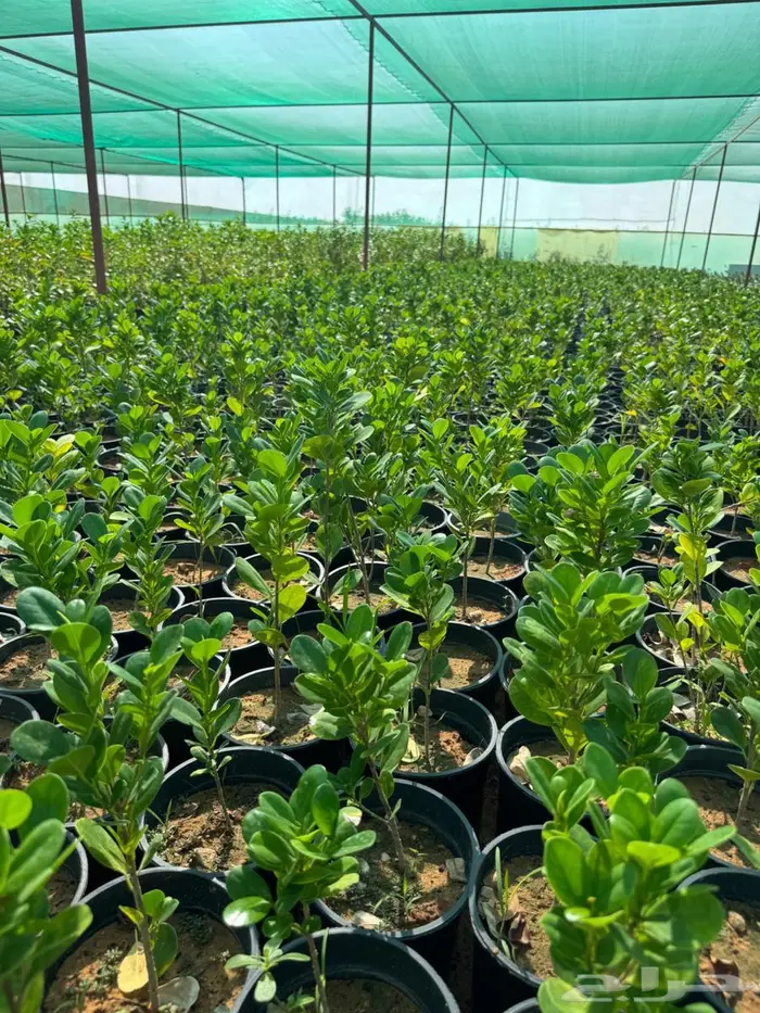 لبخ كف مريم اكسيا ترملنيا لاند سكيب ثيل 6