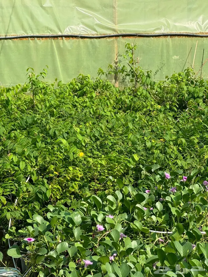 لبخ كف مريم اكسيا ترملنيا لاند سكيب ثيل 2