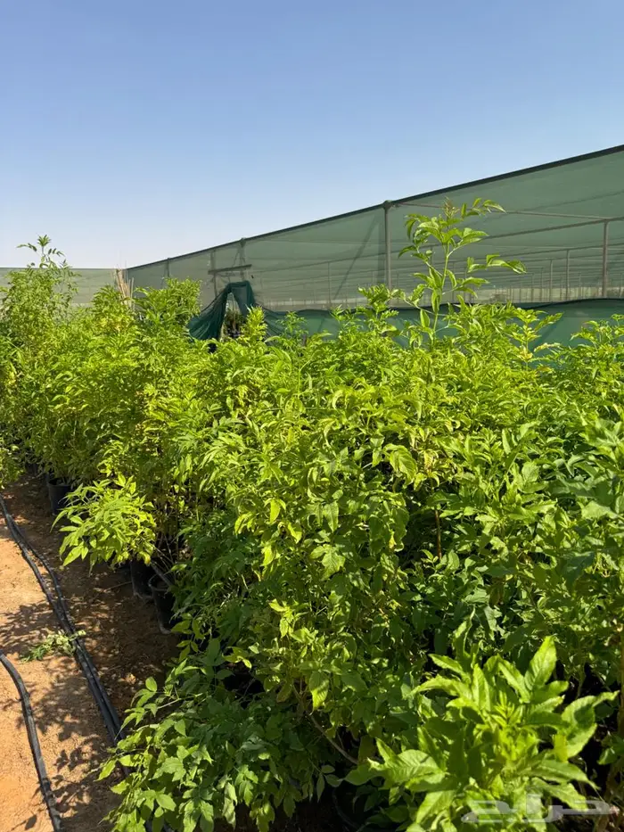 لبخ كف مريم اكسيا ترملنيا لاند سكيب ثيل 9