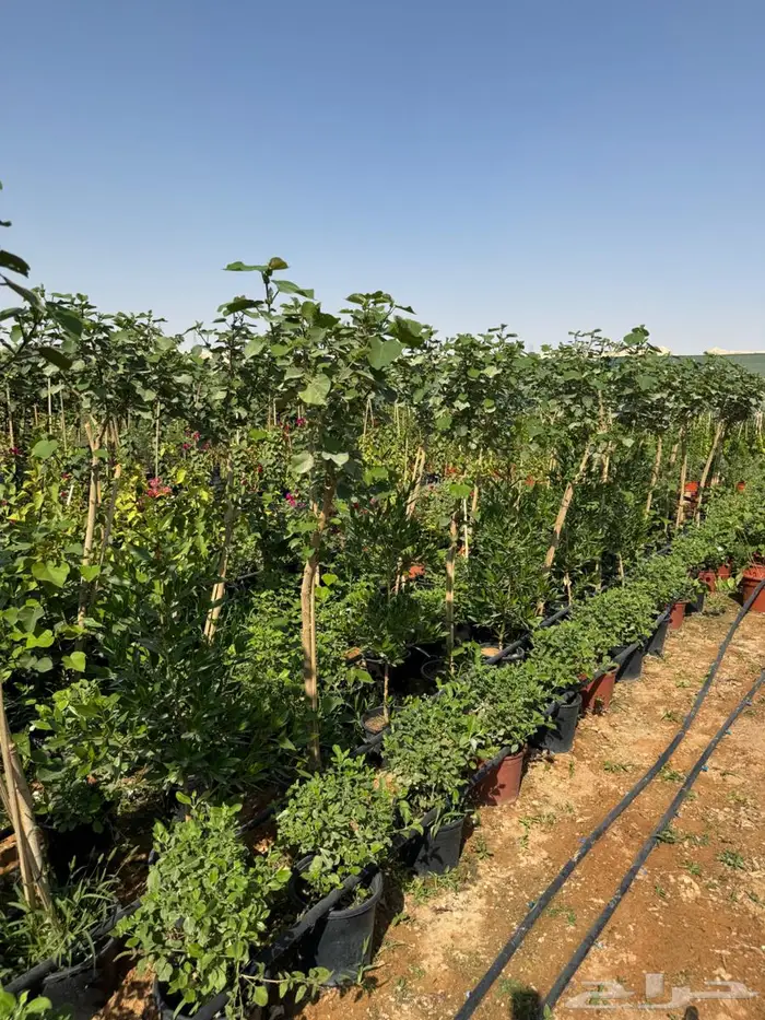 لبخ كف مريم اكسيا ترملنيا لاند سكيب ثيل 8