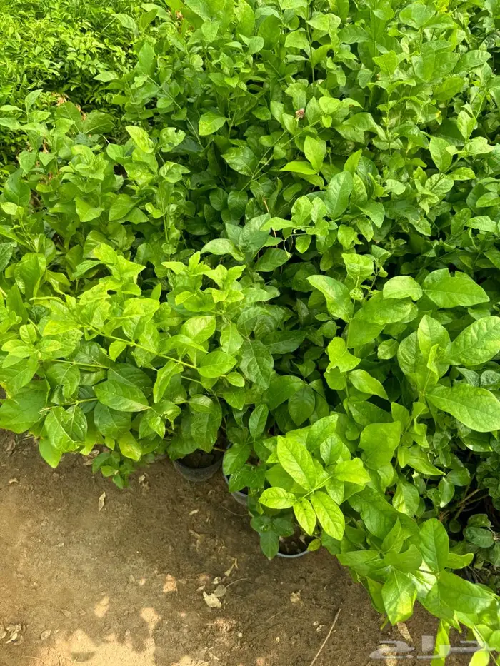 لبخ كف مريم اكسيا ترملنيا لاند سكيب ثيل 10