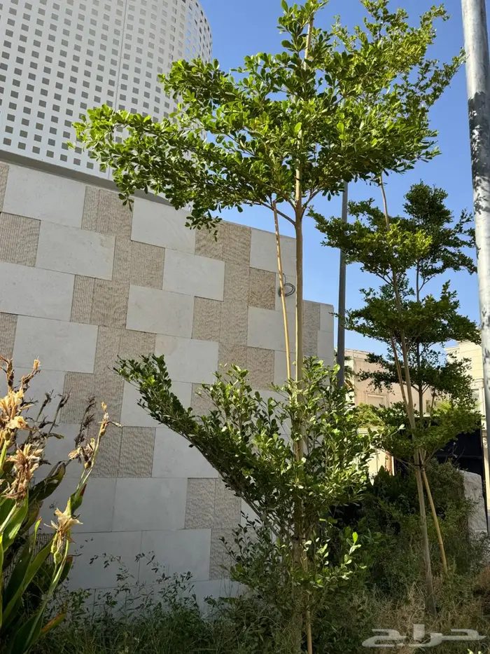 لبخ كف مريم اكسيا ترملنيا لاند سكيب ثيل 11