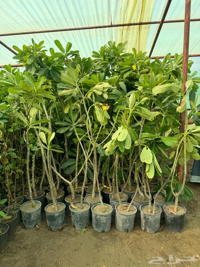 لبخ كف مريم اكسيا ترملنيا لاند سكيب ثيل 12