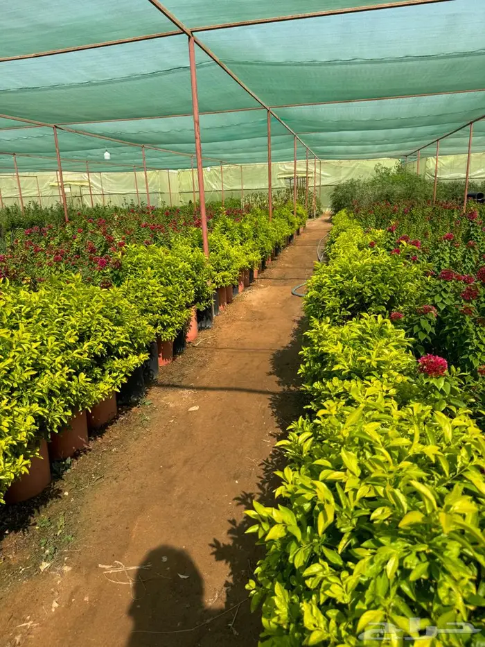 لبخ كف مريم اكسيا ترملنيا لاند سكيب ثيل 13