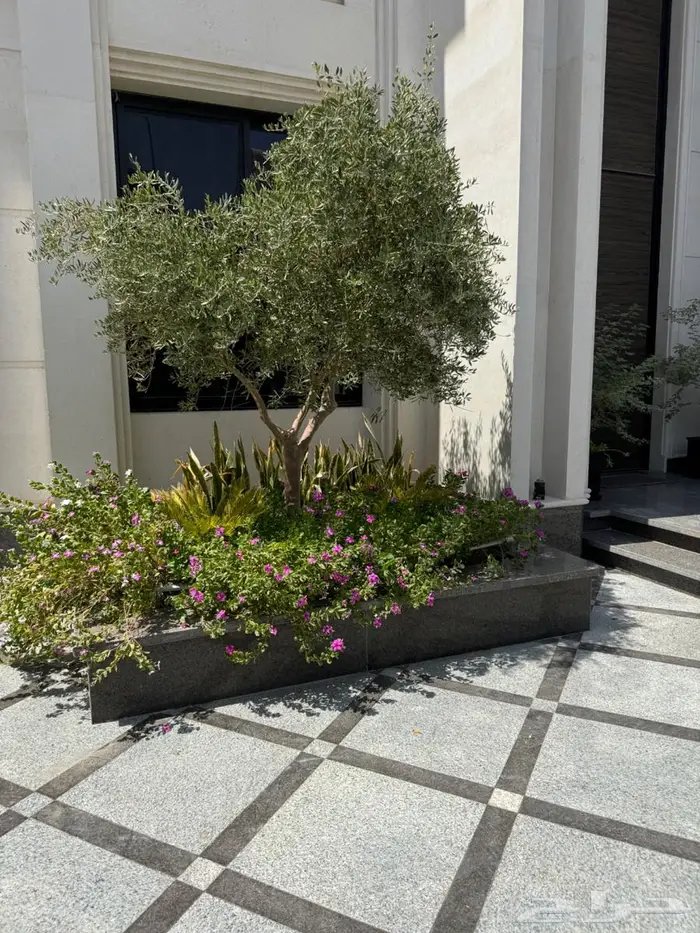 لبخ كف مريم اكسيا ترملنيا لاند سكيب ثيل 15