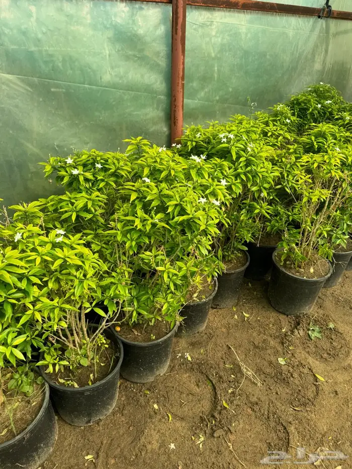 لبخ كف مريم اكسيا ترملنيا لاند سكيب ثيل 14